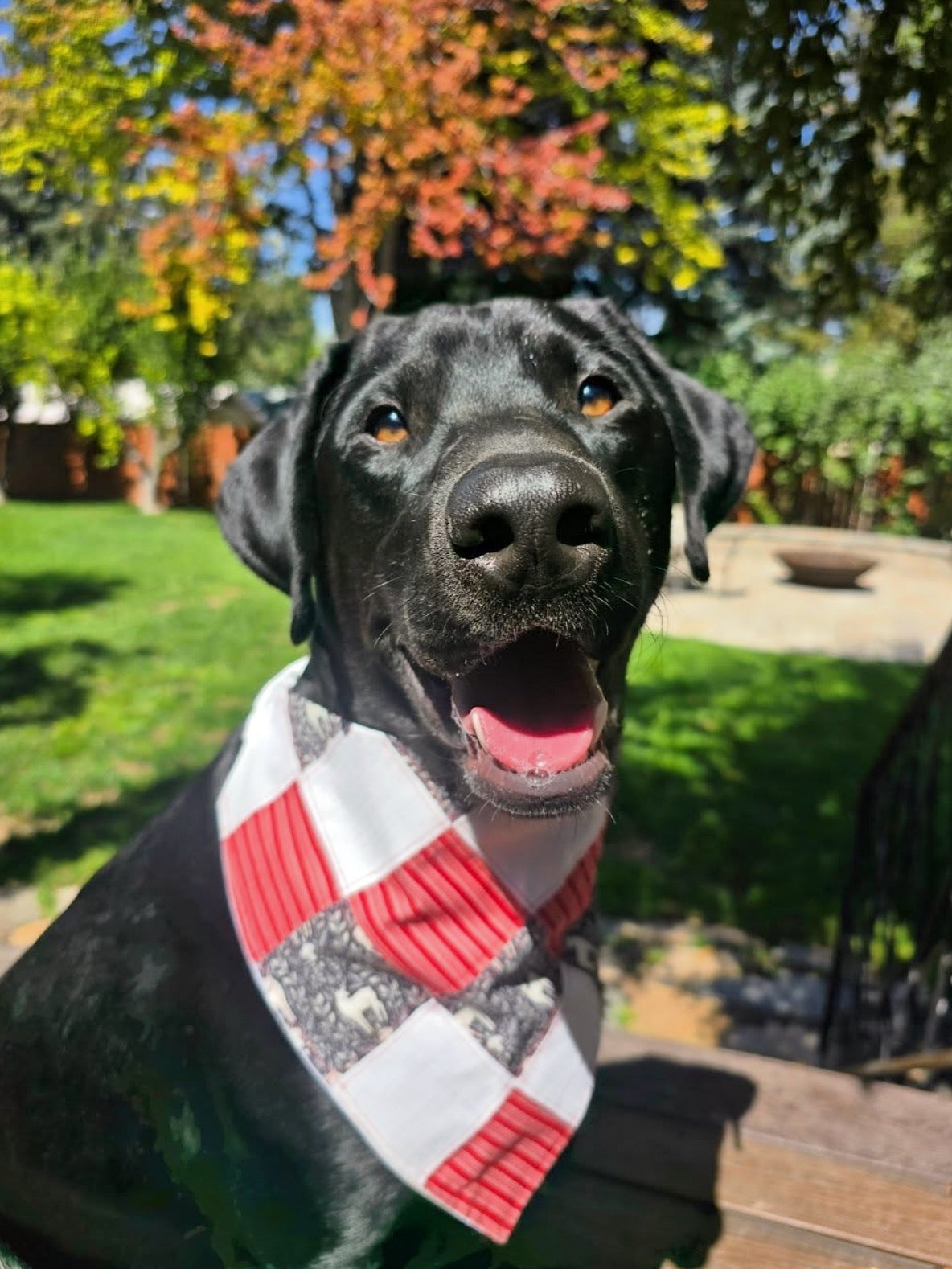 Candy Cane