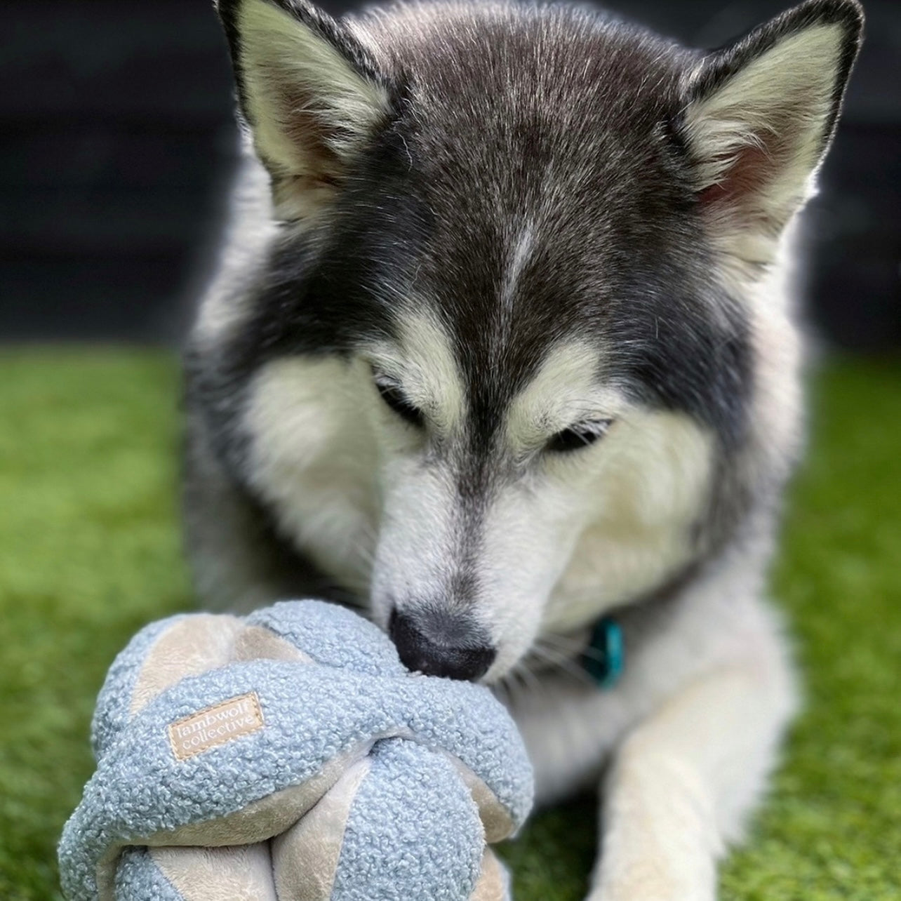 Monti | Enrichment Toy