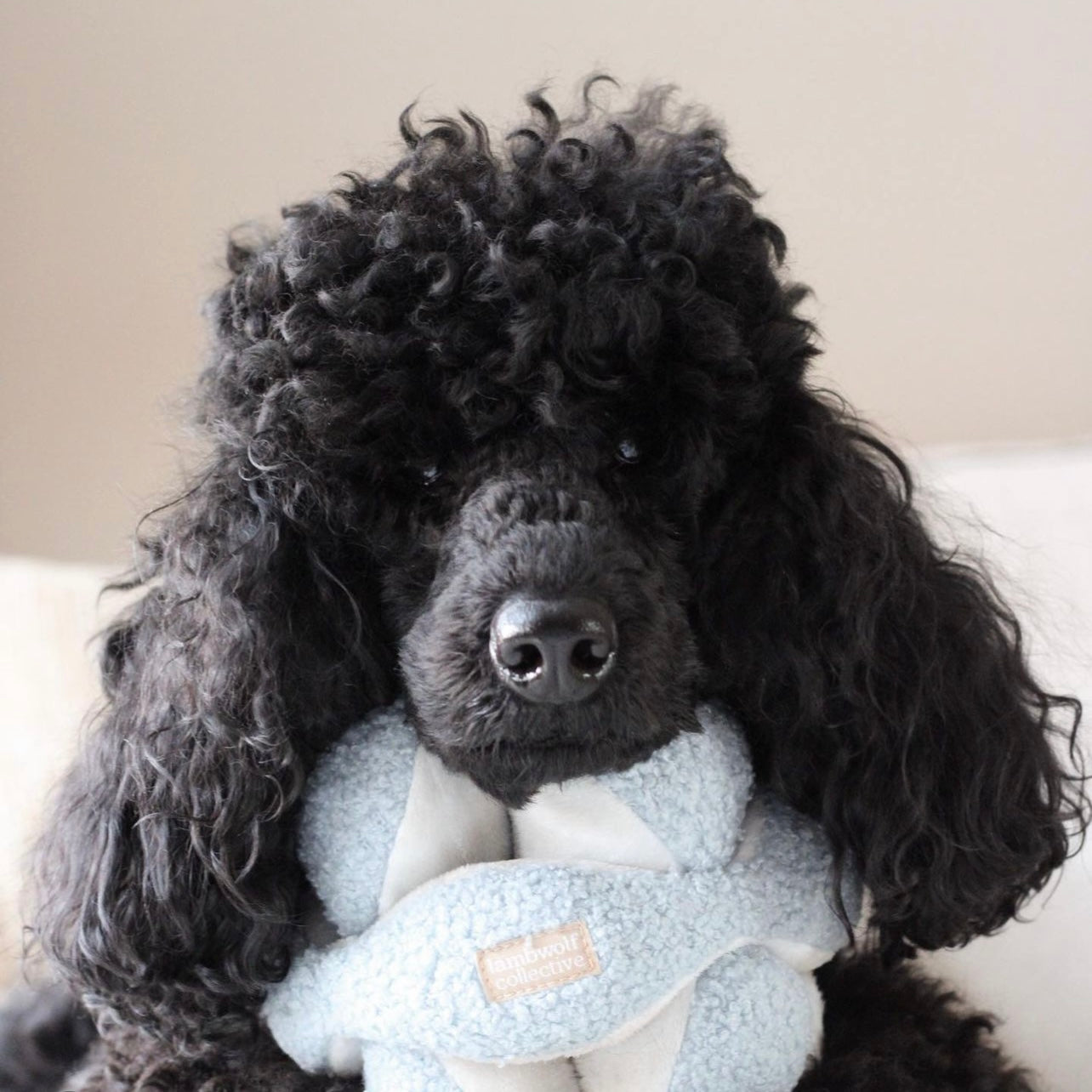 Monti | Enrichment Toy