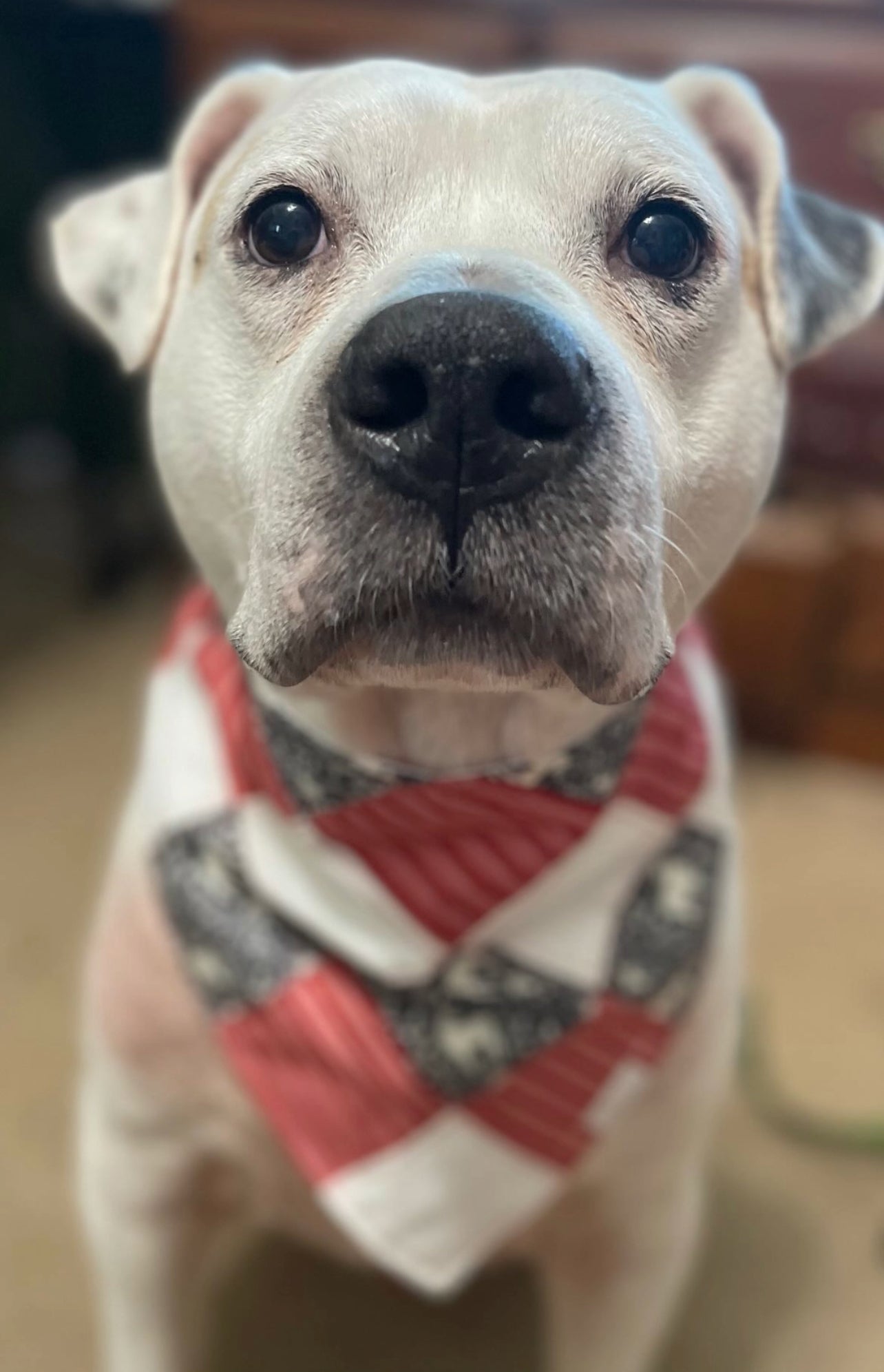Candy Cane