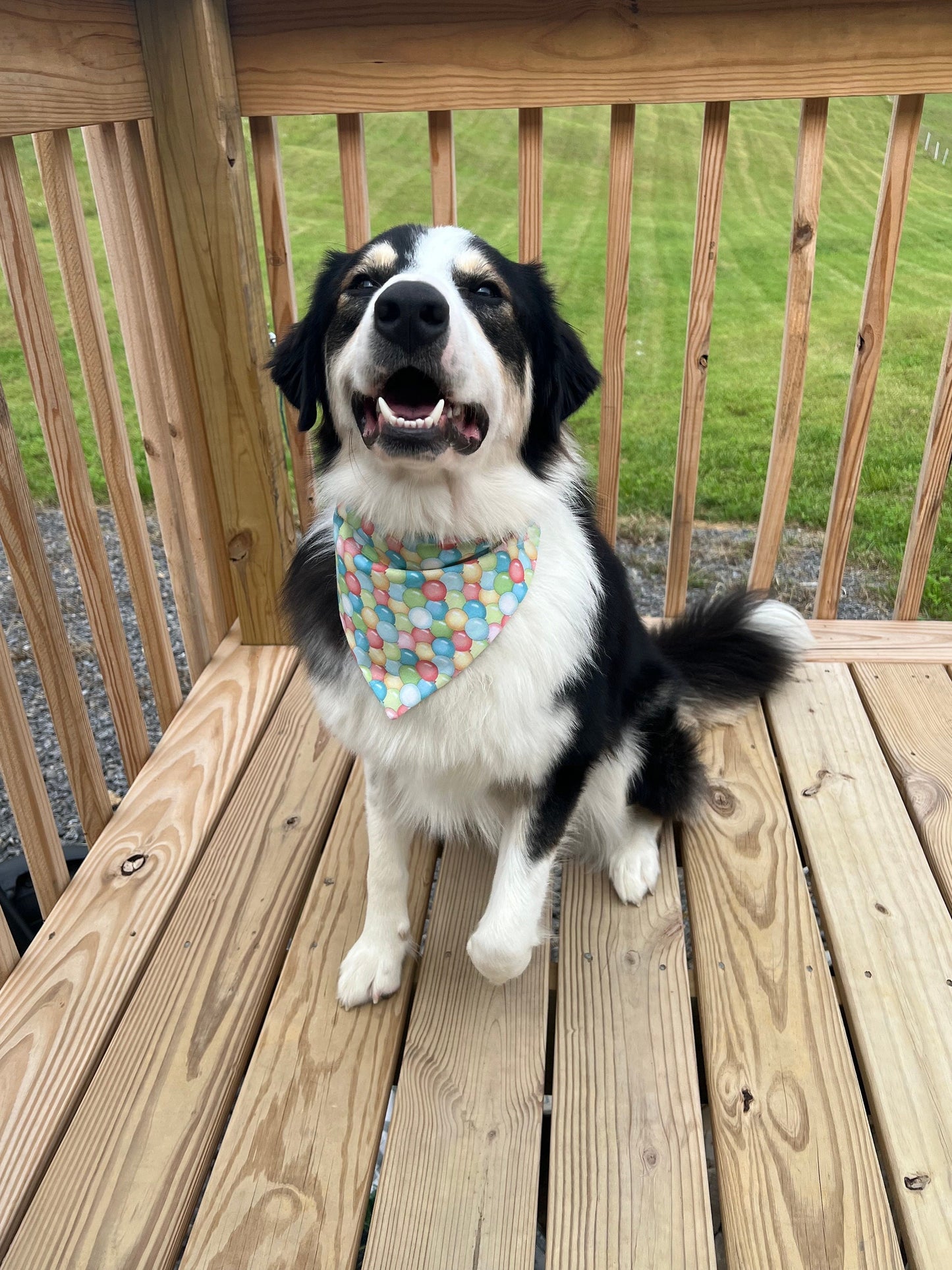 Let’s Celebrate Over the Collar Pet Bandana | Dog Bandana | Balloon Dog Bandana | Birthday Dog Bandana | Gotcha Day Dog Bandana