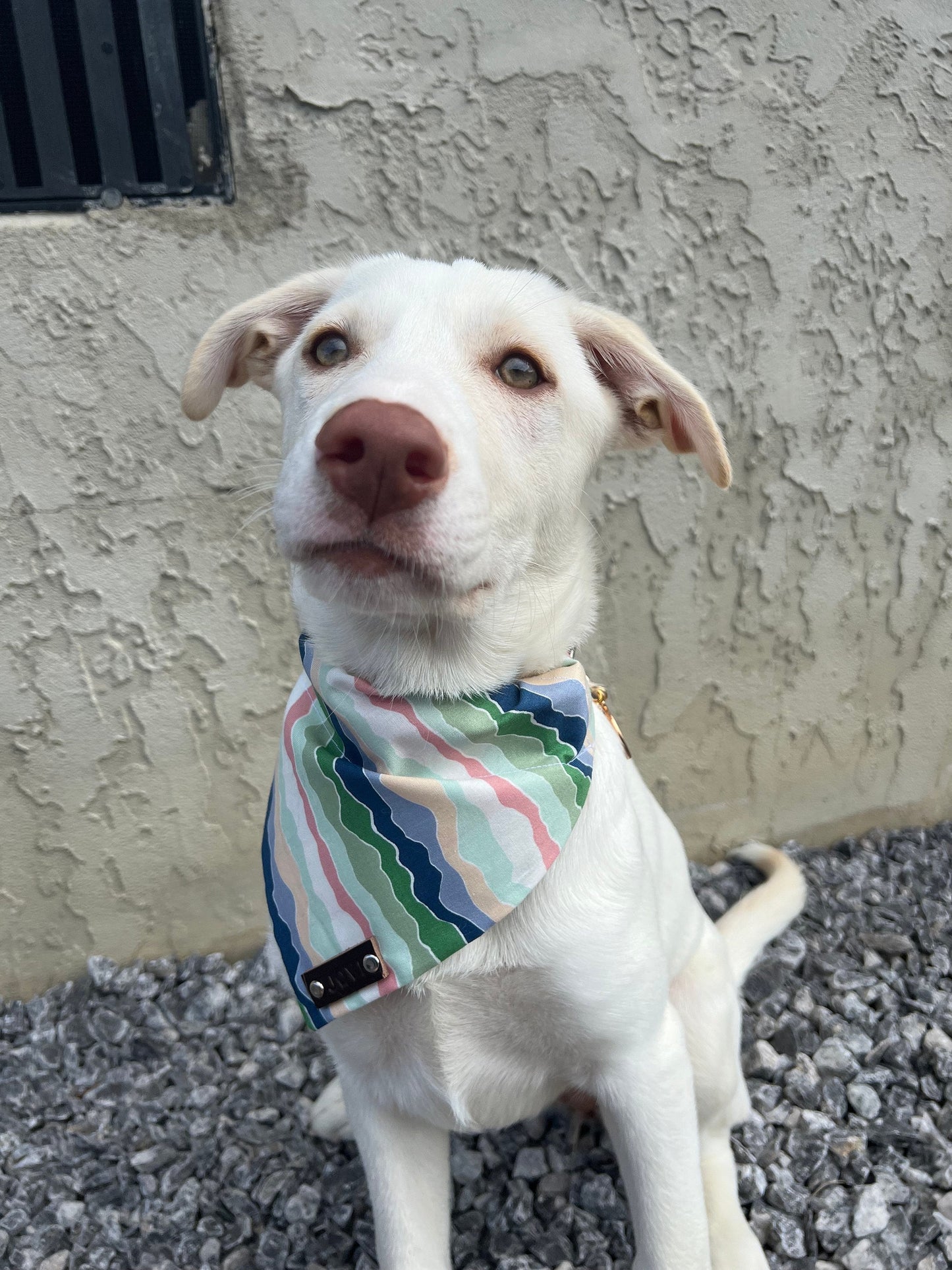 Acadia Sunrise Over the Collar Pet Bandana | Dog Bandana | Outdoorsy Dog Bandana | Pink and Blue Dog Bandana | Green Dog Bandana
